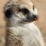 http://southafricasa.co.za/wp-content/uploads/2012/07/yellow_mongoose-150x150.jpg