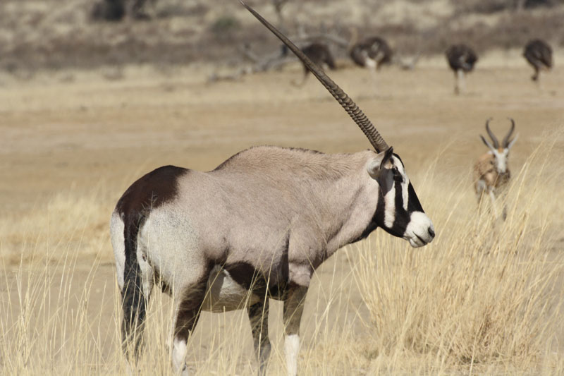 gemsbok » southafricasa.co.za